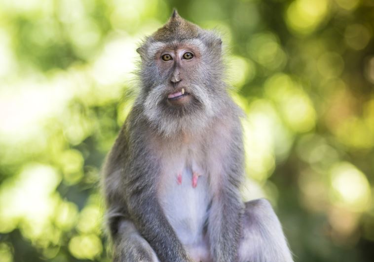 Macaque at Sacred Monkey Forest, Bali, Indonesia