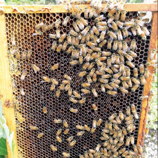 Bees in their natural habitat
