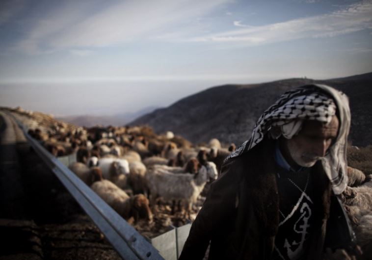A Palestinian farmer tends to his herd in the Jordan Valley