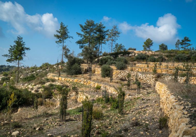 The newly-restored 2,000-year-old terraces in the Carmel forest
