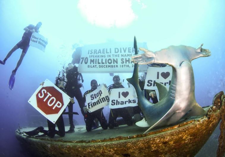 Anti-shark hunting demonstration.