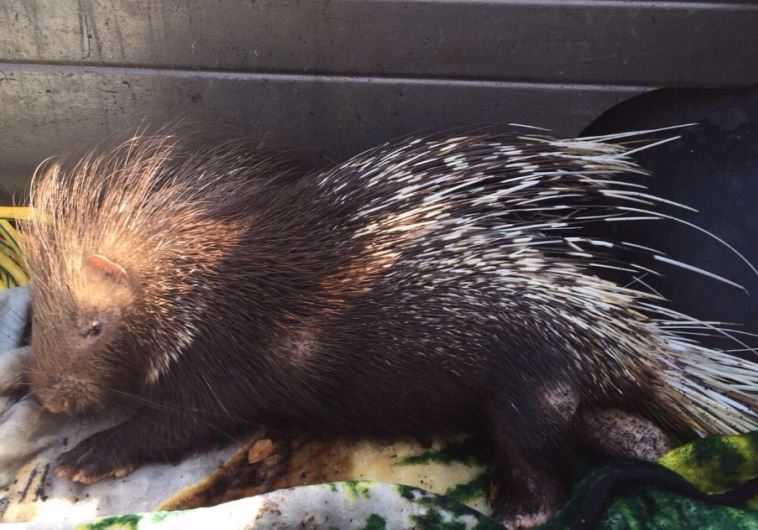 Porcupine injured in winter storms at Lake Kinneret