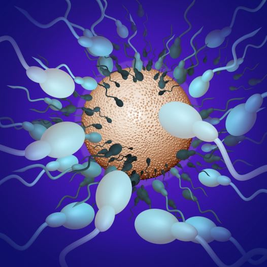 Sperm (illustrative)