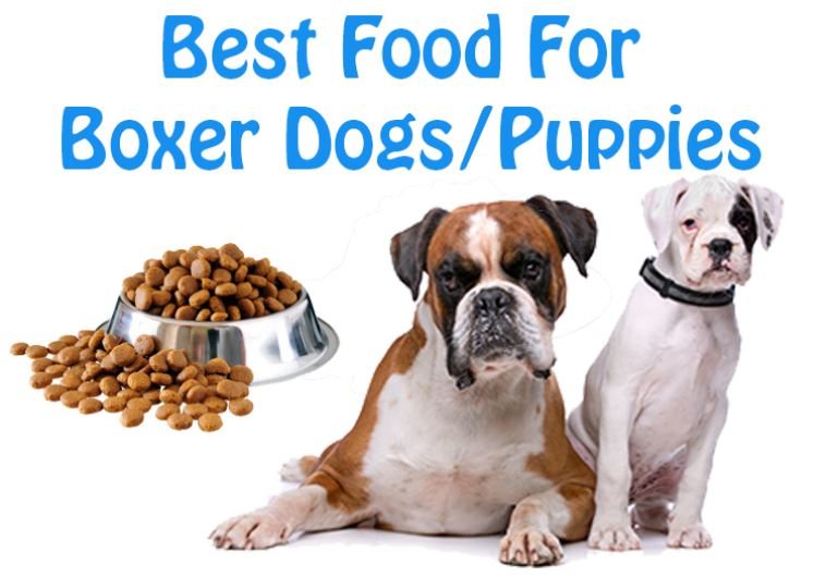 Dog Lovers: Know The Best Dog Foods for Boxer Breed Dogs/Puppies