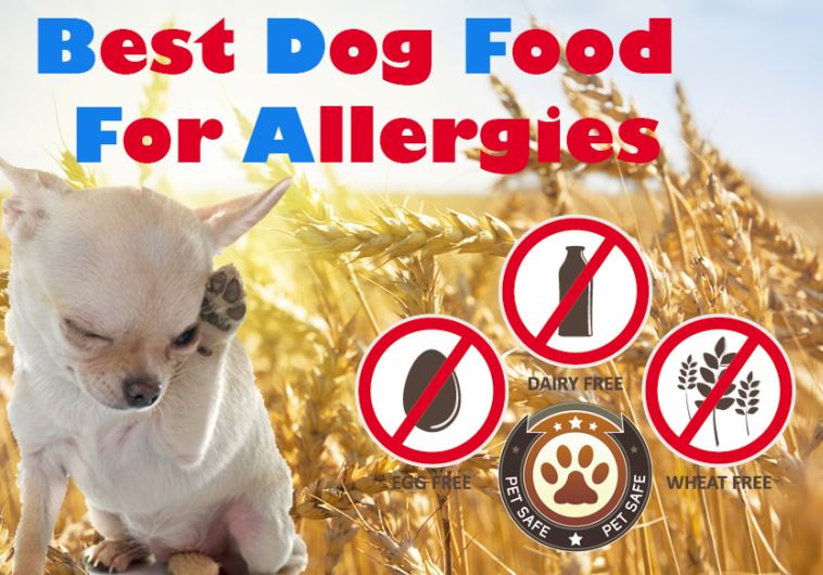 Best Dog Food For Allergies: The Guide To Finding The Non-allergenic Causing Food
