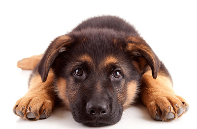 Best Dog Food For Skin Allergies: Is Hypoallergenic Dog Food The Solution
