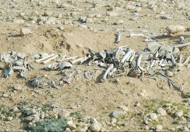 A MASS GRAVE of Yazidi victims of Islamic State is seen near Sinjar, Iraq.