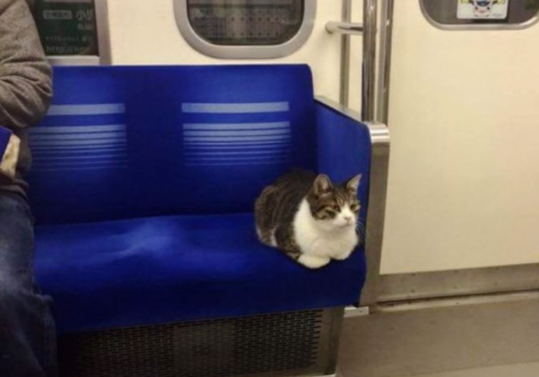 Cat on Tokyo train