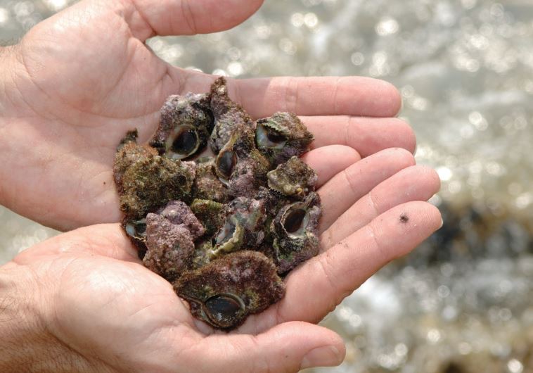 Murex trunculus straight out of the ocean
