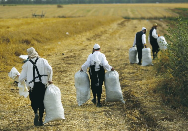 Men harvest wheat on Komemiyut on May 3