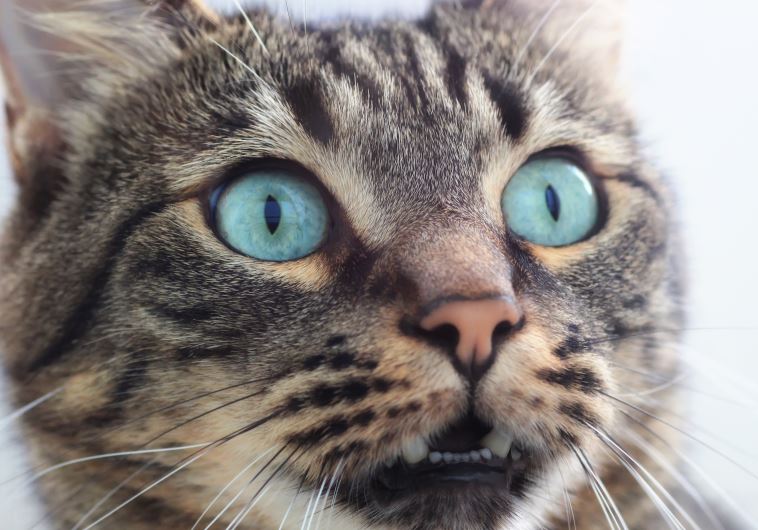Photo illustration of cat