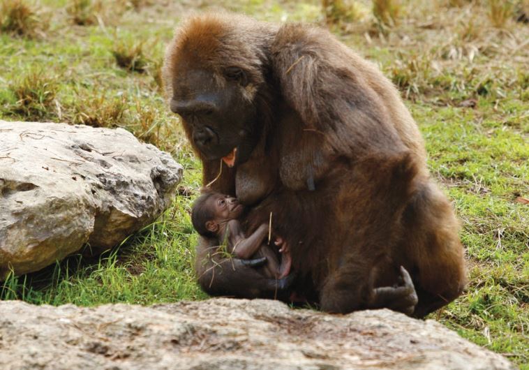 A LOWLAND GORILLA named Lea breast-feeds her two-day-old baby in 2008 at the Ramat Gan Safari