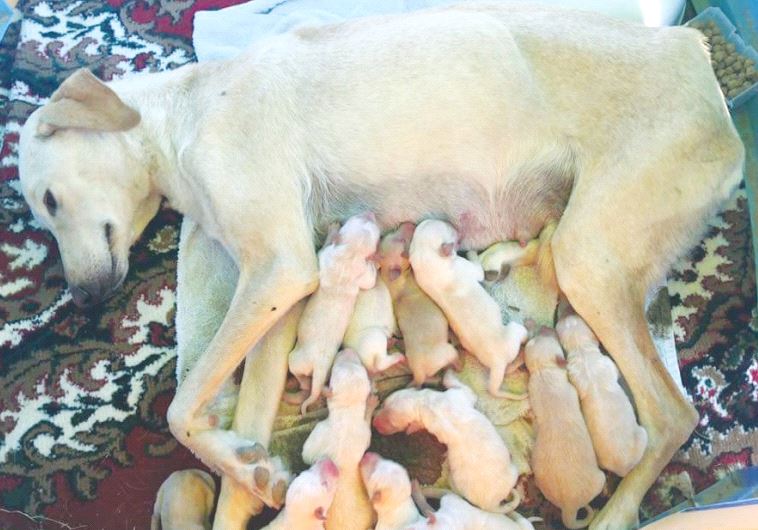 THE NEW Knesset bill aims to take a serious bite out of the nation-wide problem of stray dogs.