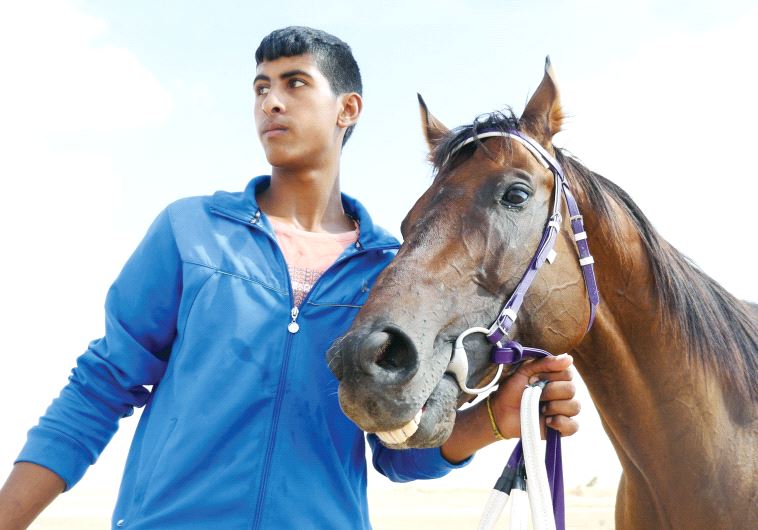 A Beduin trainer leads the horse Azam, an underdog competitor in the village’s weekly horse-races