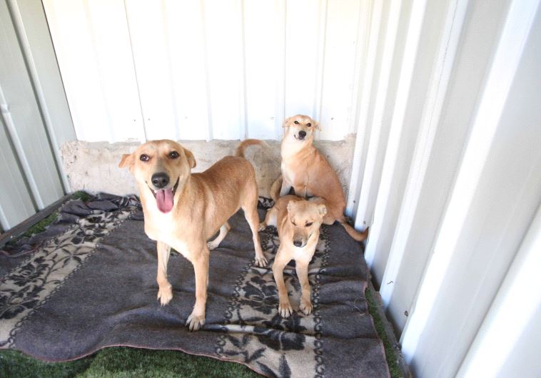 Israelis and Palestinians partner to save animal shelter