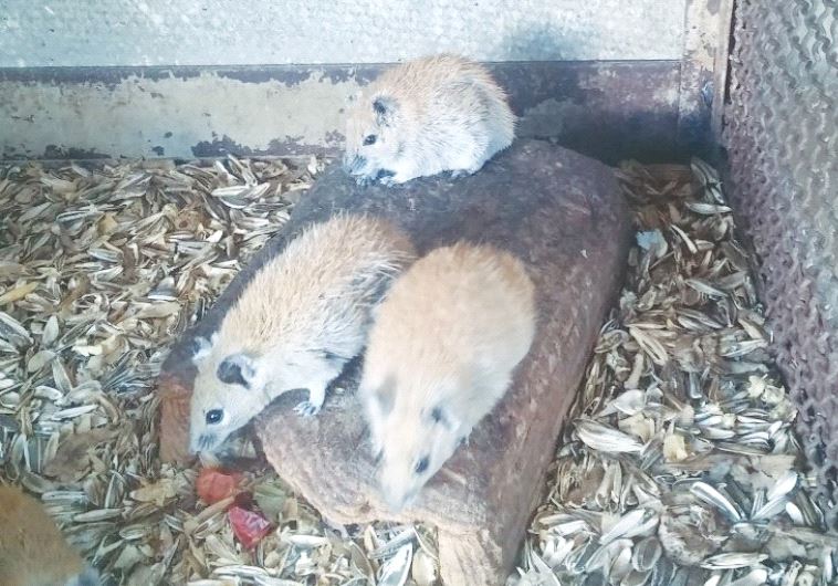 A WHISTLE-BLOWER provided this photo of rodents in a cage at Tel Aviv University’s I. Meier Segals Garden for Zoological Research.