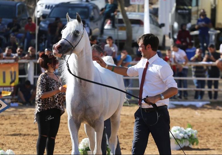  Israeli National Arabian Horse Show at Kibbutz Alonim in northern Israel