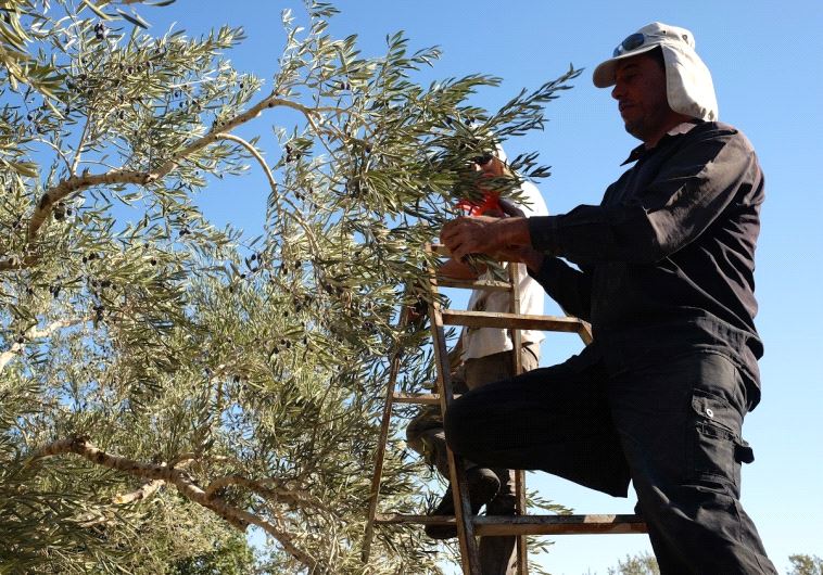 A member of the Ali family stands on a ladder to reach the olives in the uppermost echelons of a tree