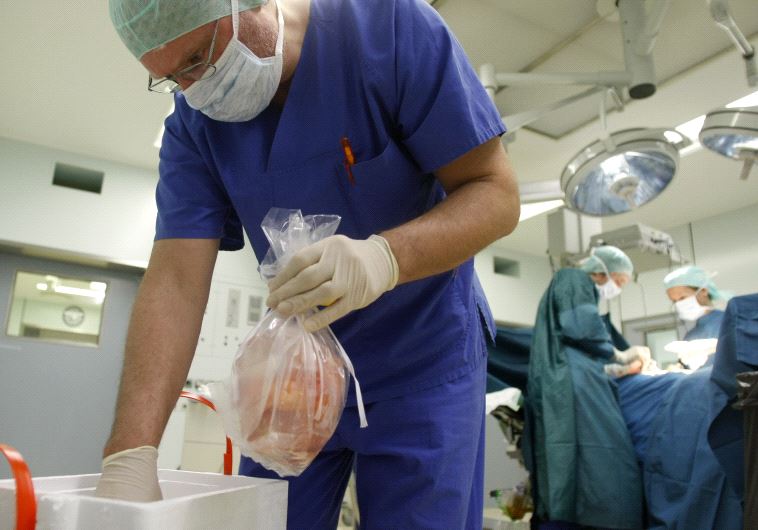 A surgeon puts a plastic bag containing a kidney into a box after an operation to extract organs. 