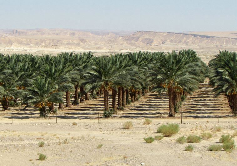 Growing Dates in the Arava Desert