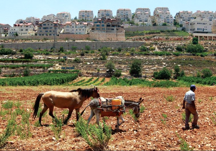 Man, horse and donkey walking outside of Efrat