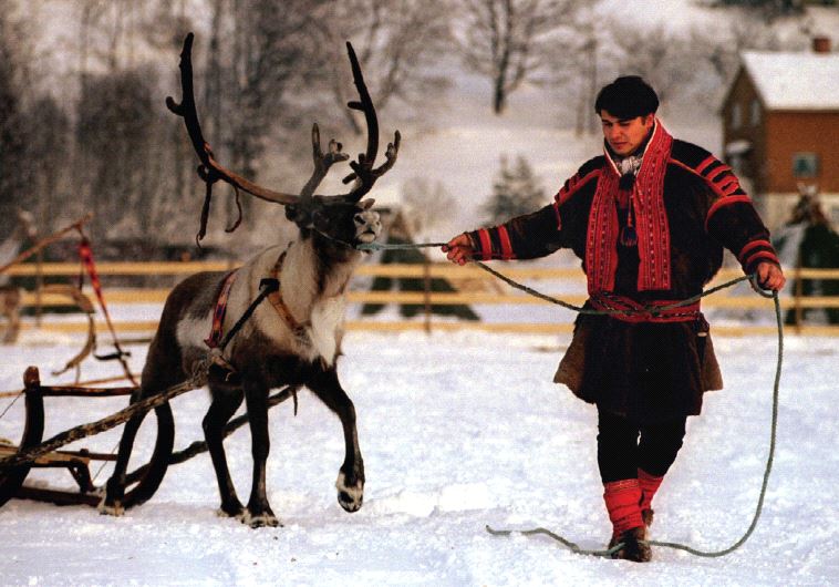 A member of the indigenous Sami people, from the northernmost region of Norway, leads a reindeer.