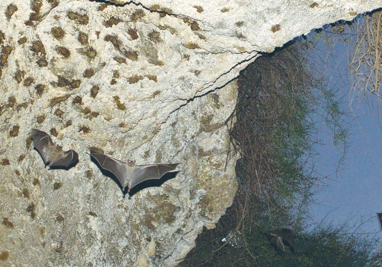 BATS FLY in a cave near Tel Aviv in July 2012. Israeli scientists are researching how the winged mammals communicate to help understand the evolution of human language and possibly pave the way for improved radar and robotic technologies.