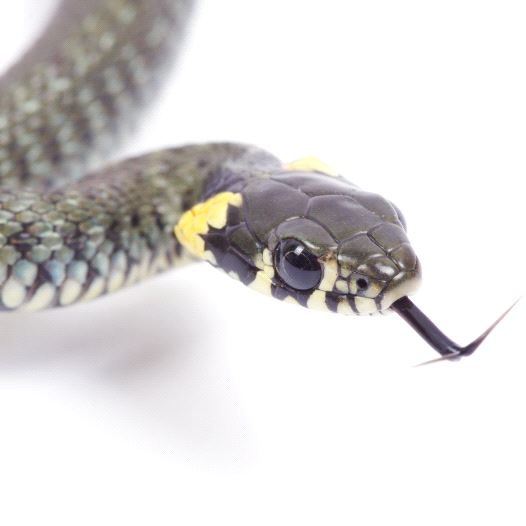 Snake (illustrative)