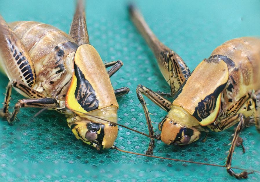 Grasshoppers