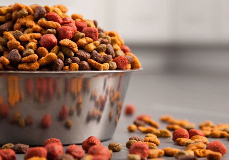 best dog food