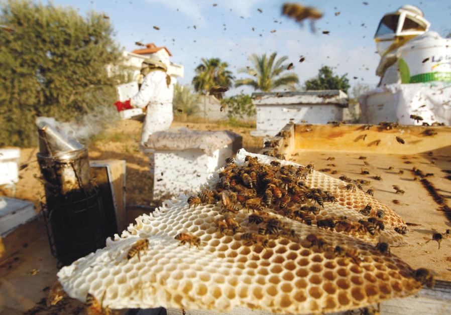 GLOBAL AGRICULTURAL production has taken a hit in recent years due to declining bee populations.
