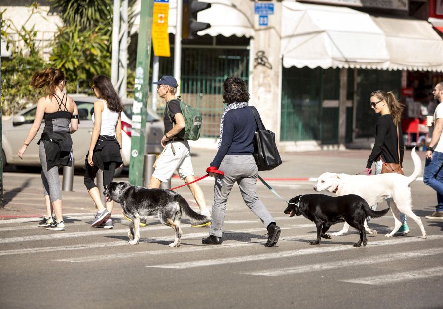 Dogs crossing a Tel Aviv street