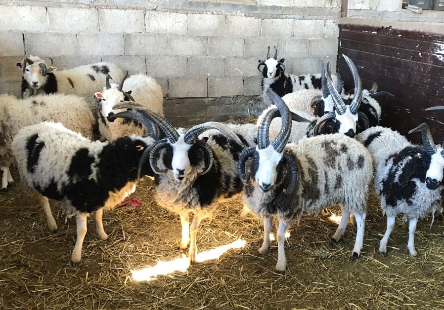 The most distinguishing characteristic of these sheep are their horns