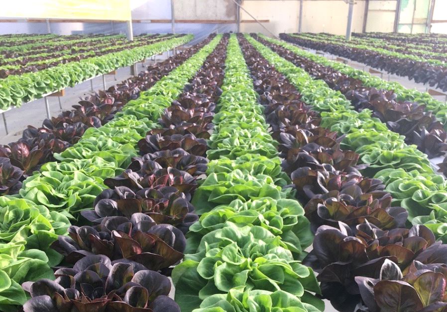 German delegation explores Israeli technological advances in agriculture