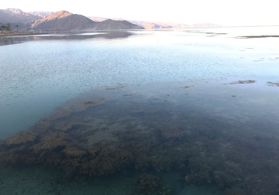 Coral reef and Sinai mountains at Taba Heights