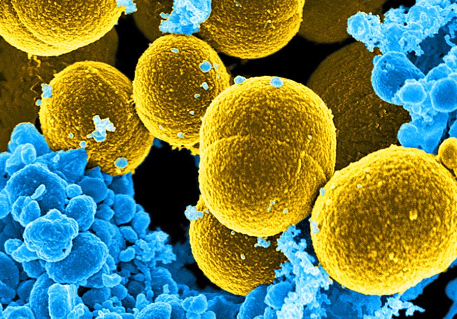 Bacteria (illustrative)