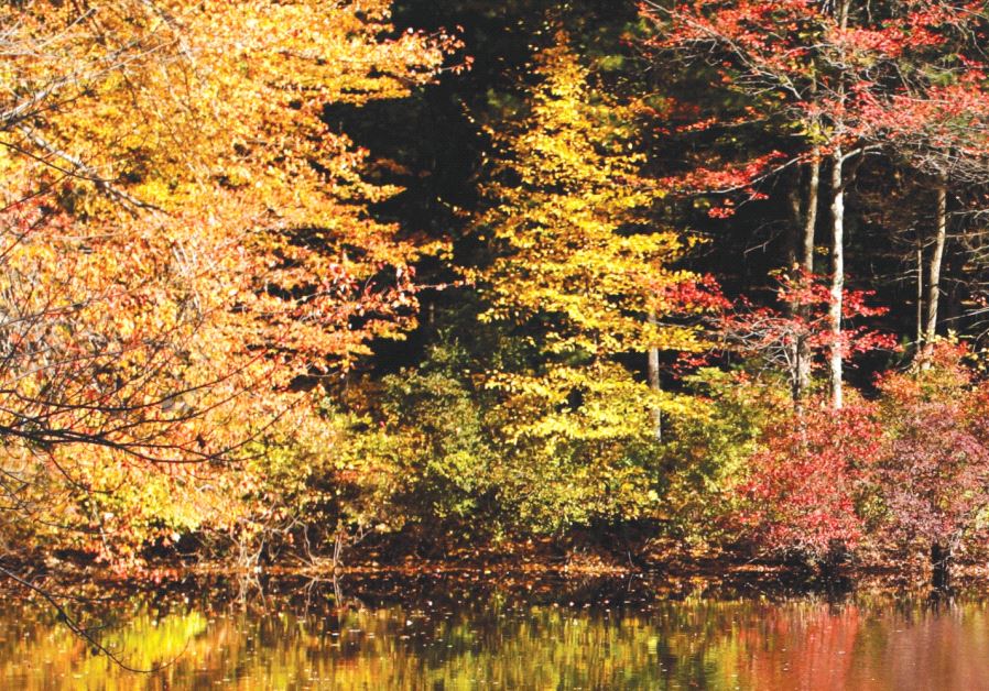 Fall foliage is reflected in the water at Walden Pond in Concord, Massachusetts October 14, 2009