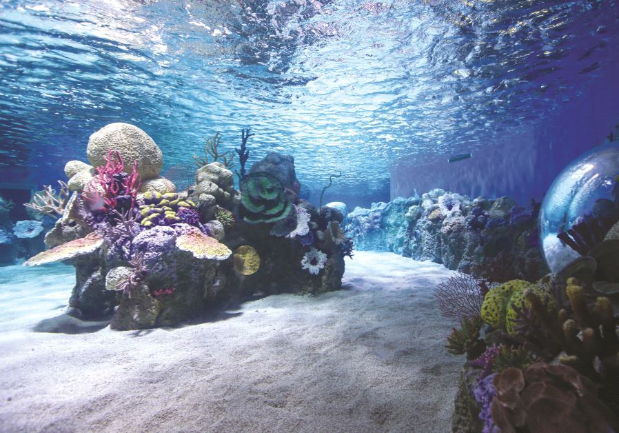 Un des futurs bassins de l'aquarium de Jérusalem