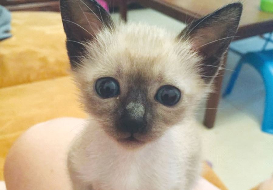 VOLUNTEERS SAVED some 30 cats and dogs from being thrown into bonfires last year, including this kitten.