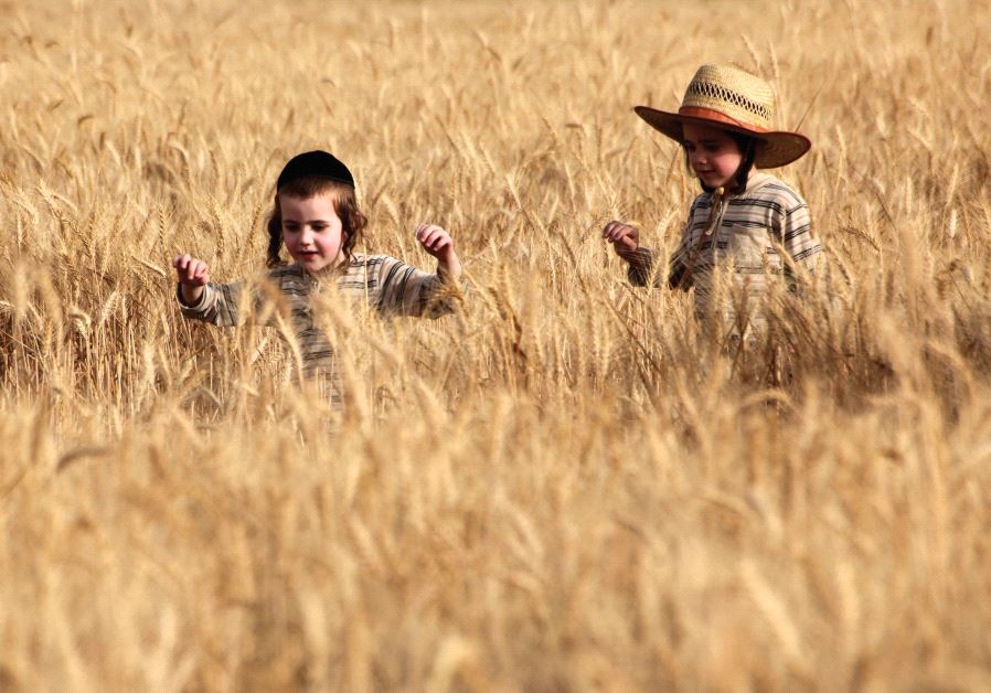 Kids in a wheat field