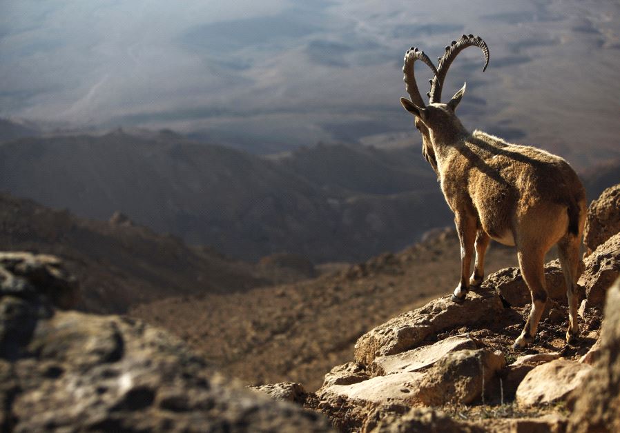 An Ibex stands on a cliff-edge above the Ramon Crater in southern Israel's Negev desert