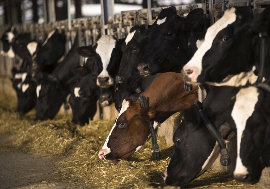 Cows wearing digital collars eat at dairy farm in Kibbutz Yad Mordechai