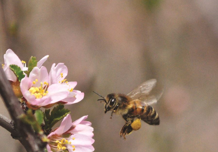 Une abeille collectant du nectar