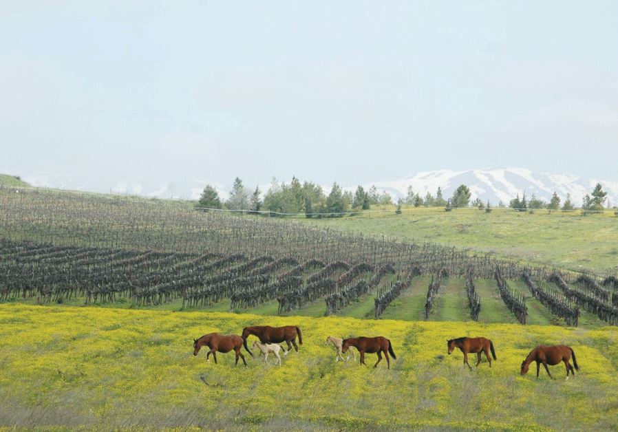 The Golan, with Mt. Hermon in the background