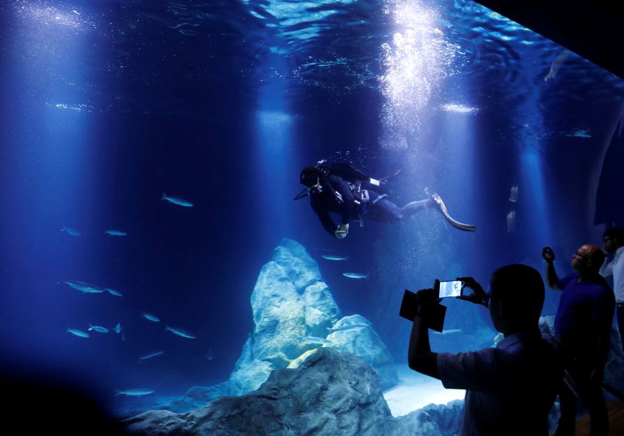 A marine biologist scuba-dives as he checks a fish display tank during the inauguration ceremony of an aquarium built adjacent to the Biblical Zoo in Jerusalem