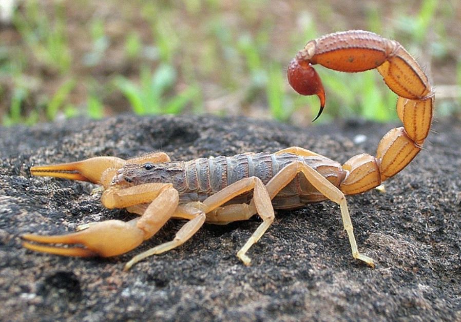 Hottentotta tamulus, the Indian red scorpion from Mangaon, Maharashtra, India