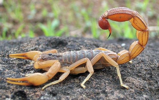 Hottentotta tamulus, the Indian red scorpion from Mangaon, Maharashtra, India
